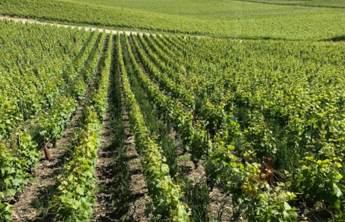 Hautbois Champagne