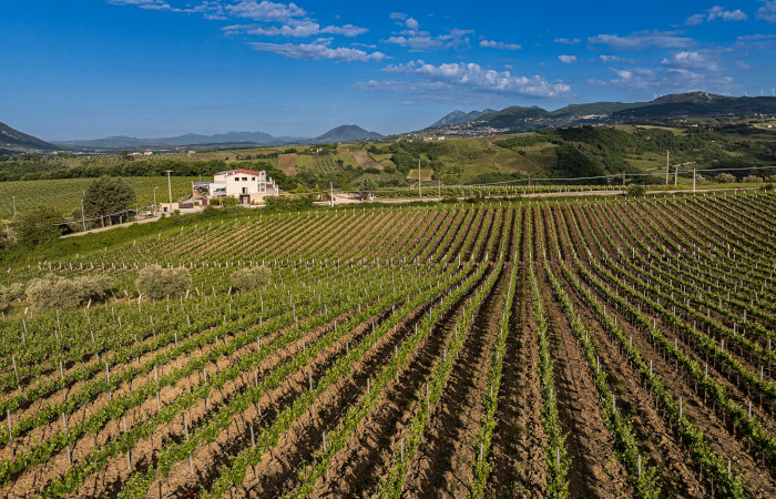 Euvitis