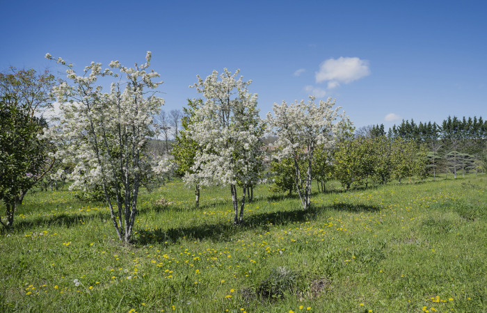 Pepinière