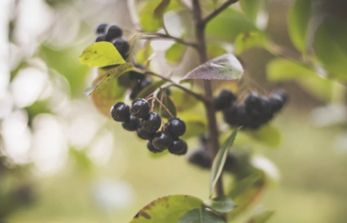 Aronia Alm