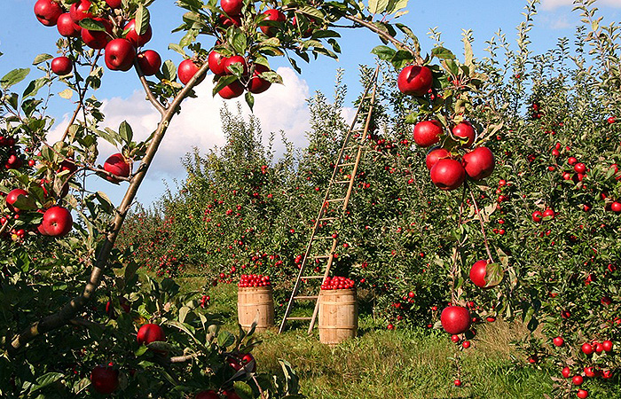 Mangoni Export