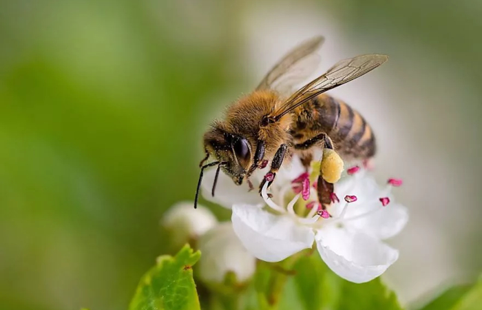 South Pole Deutschland