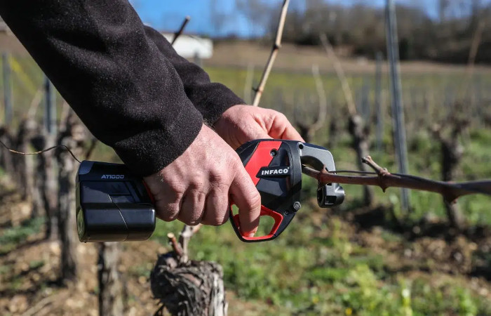 taille en vigne